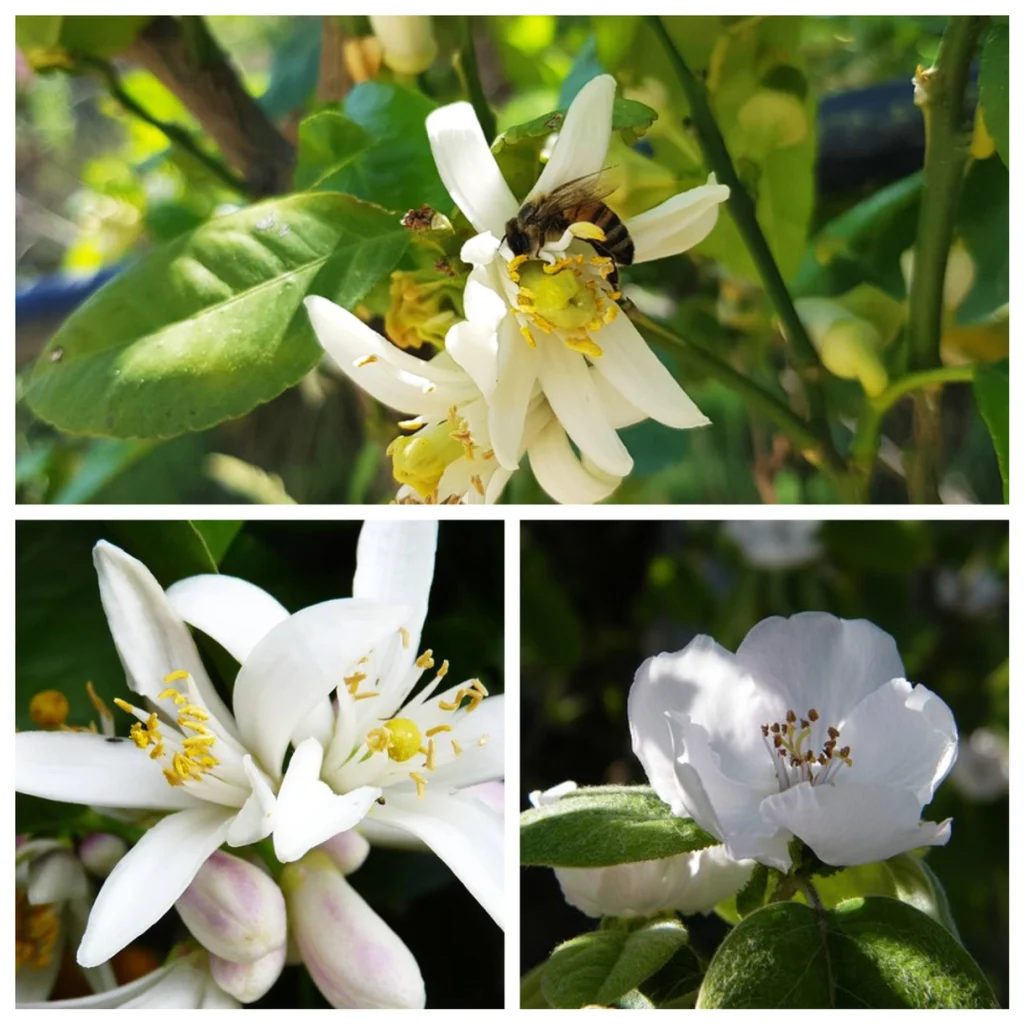 Bergamot flower