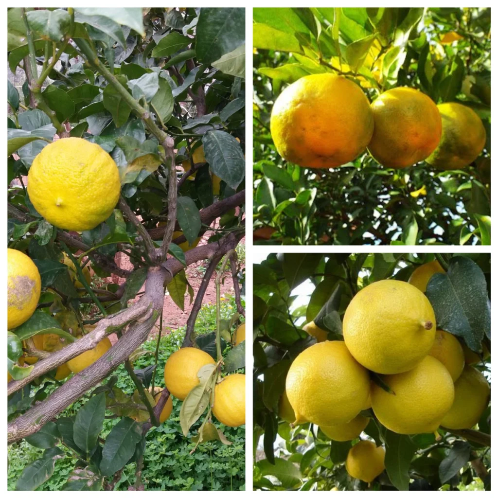 Bergamot tree