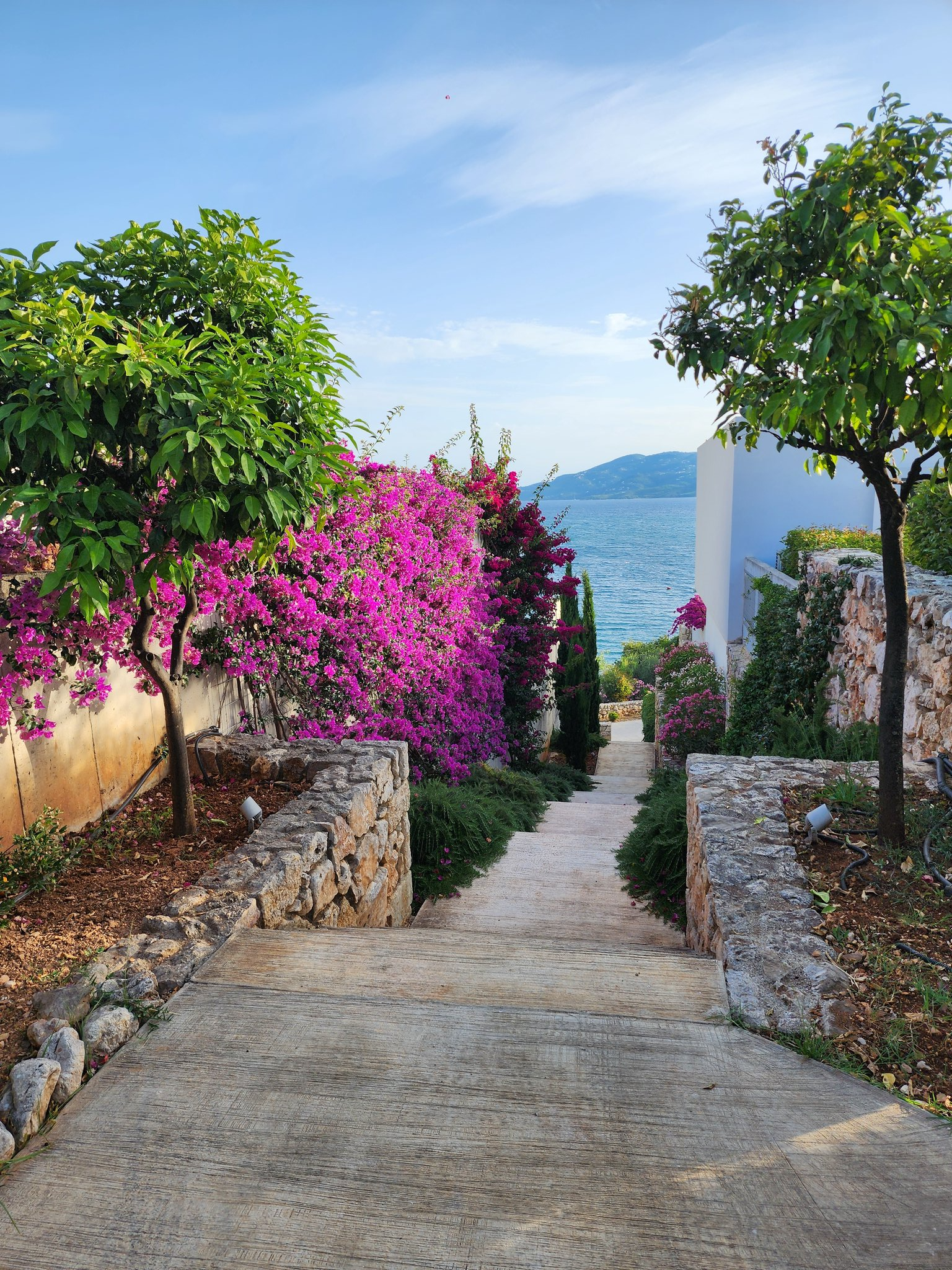 Bougainvillea