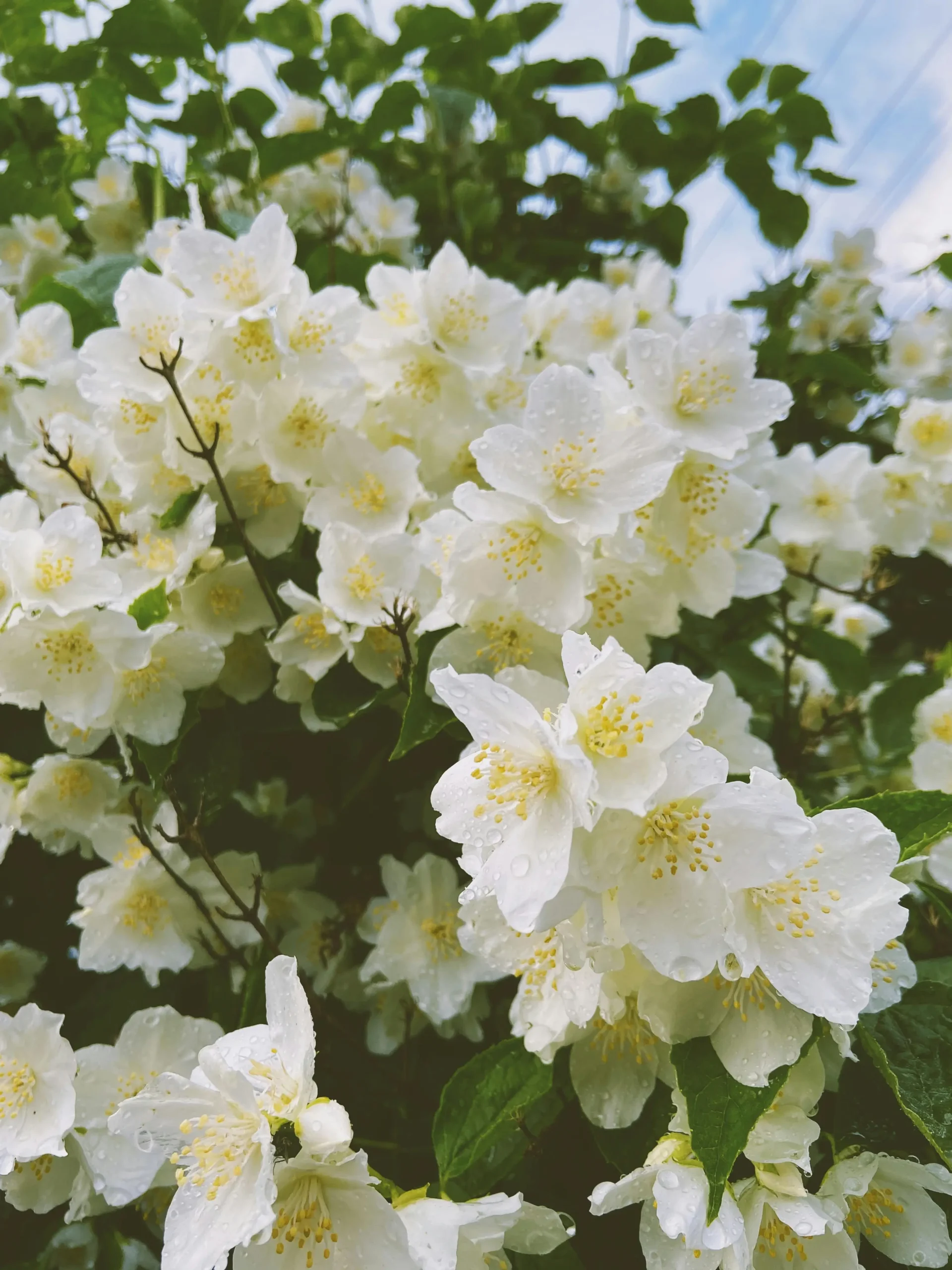 Common jasmine blooming in a Mediterranean garden Fragrant white jasmine flowers in full bloom