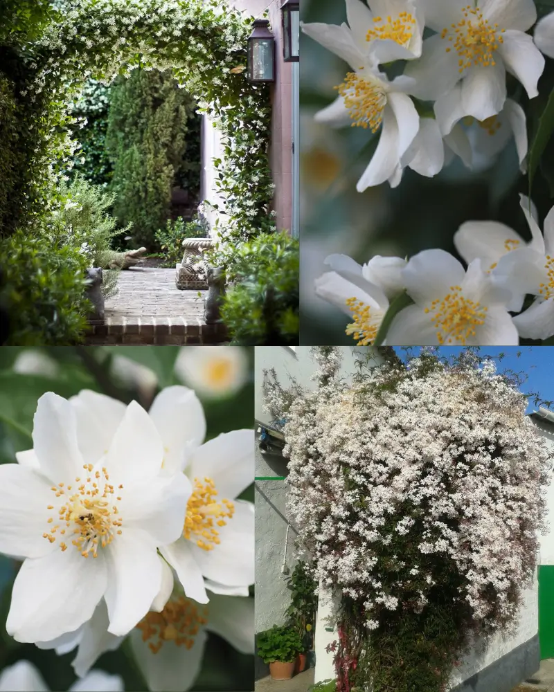 Jasmine in Mediterranean gardens