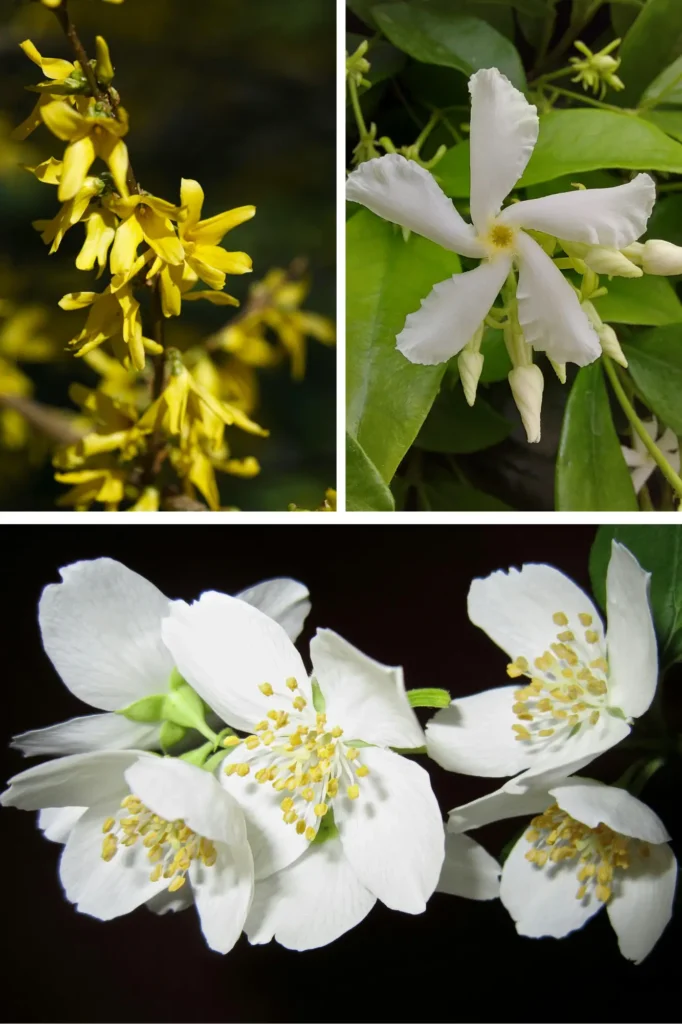 Jasmine types