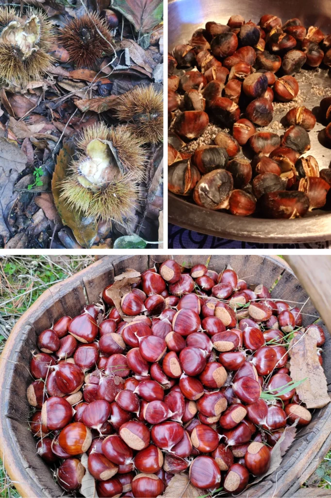 Chestnuts