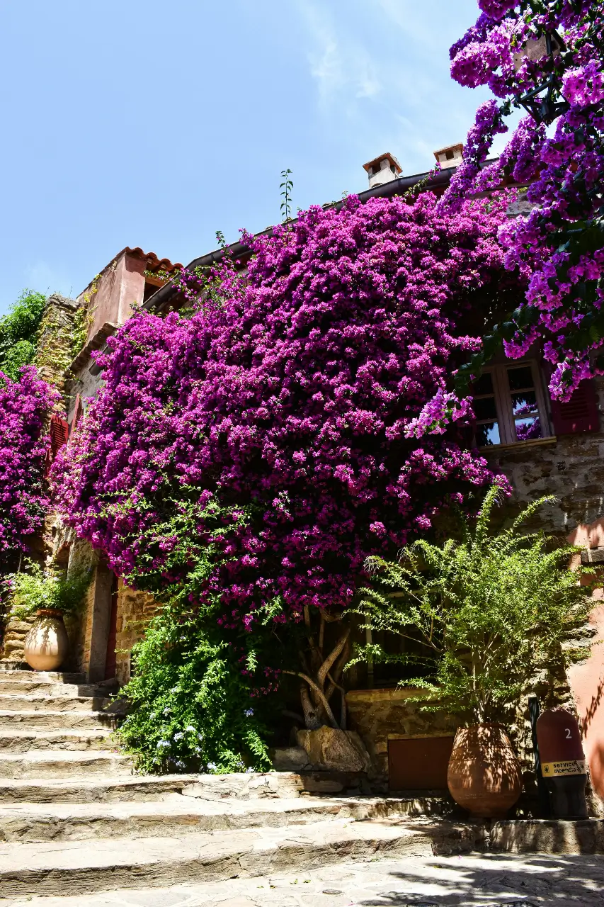 Bougainvillea wall 3 Stone house covered in vibrant pink bougainvillea under the Mediterranean sun
