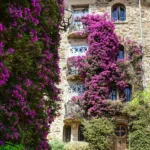 Stone house covered with vibrant bougainvillea in a Mediterranean garden