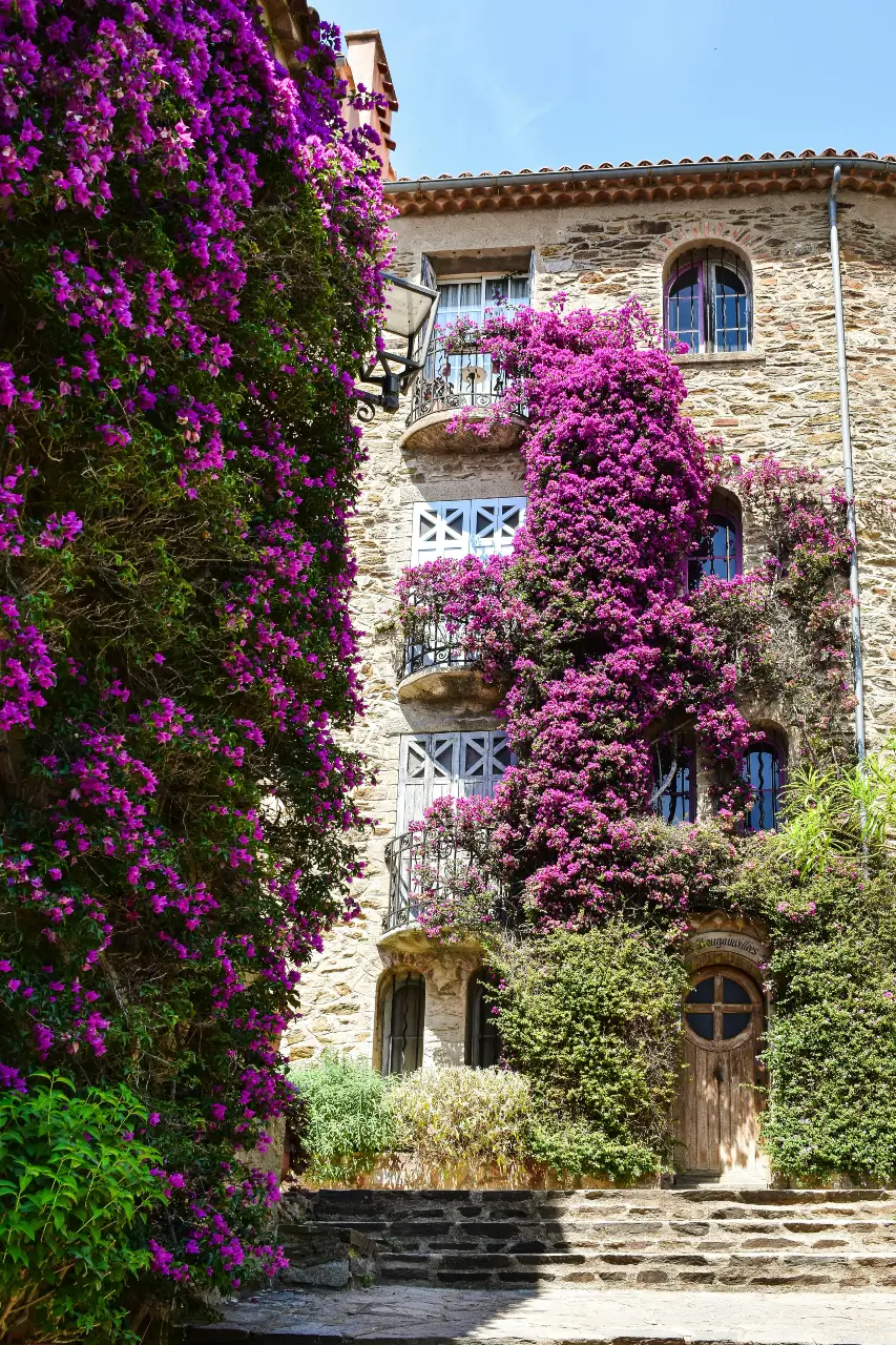 Stone house covered with vibrant bougainvillea in a Mediterranean garden