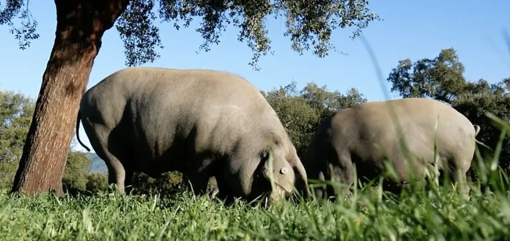 Free-range Iberian pigs feeding on fresh grass and acorns under cork oak trees in the Spanish dehesa.