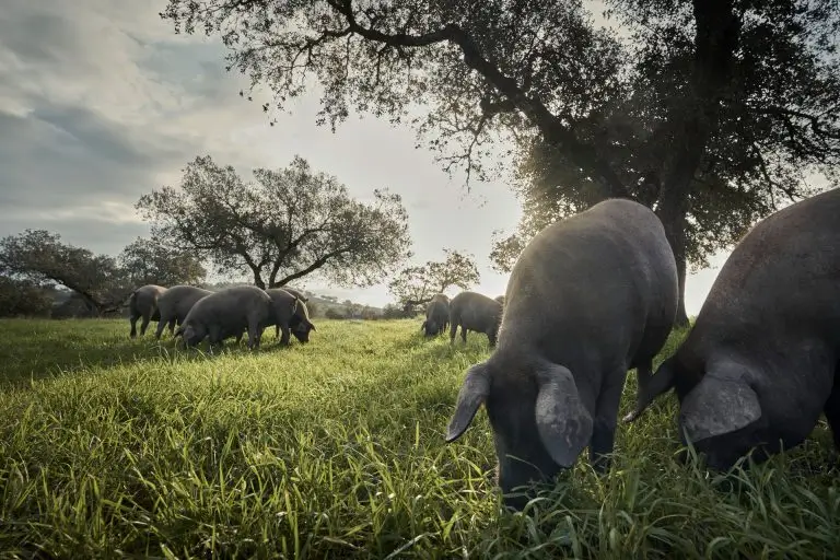 Iberian Pigs Grazing Freely in the Dehesa Iberian pigs grazing on green grass under oak trees in the dehesa during sunset