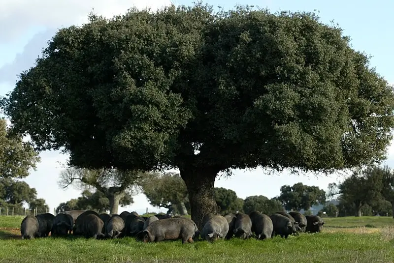 Iberian pigs grazing under a holm oak tree in the dehesa Iberian pigs under a holm oak tree in the dehesa, grazing freely on grass and acorns in Spain.