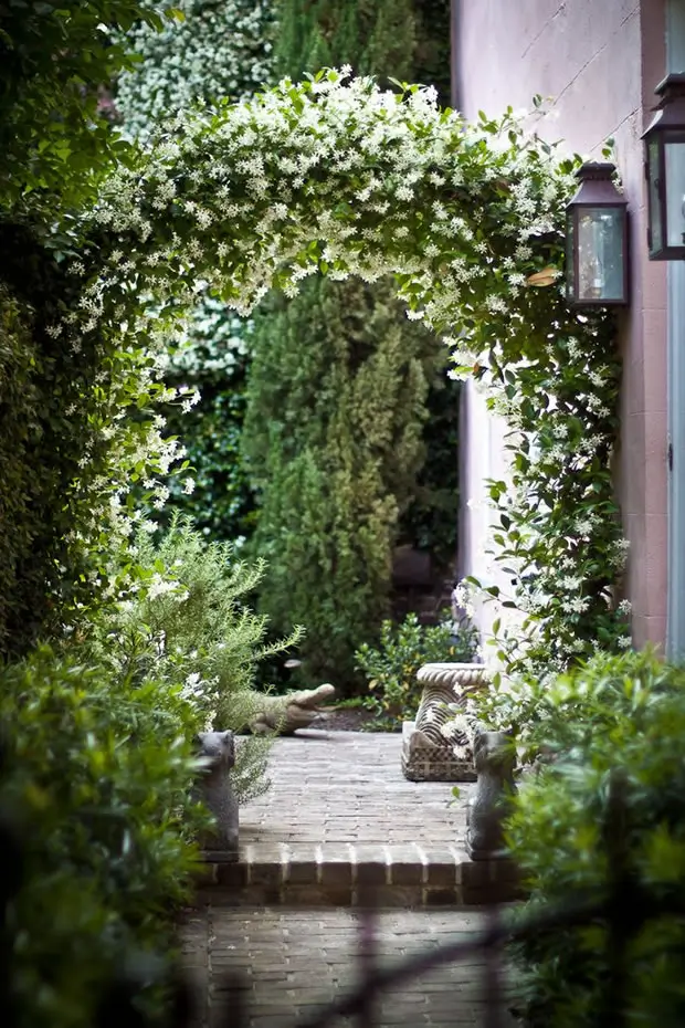 Jasmine arch Garden arch covered in white jasmine flowers in a Mediterranean courtyard
