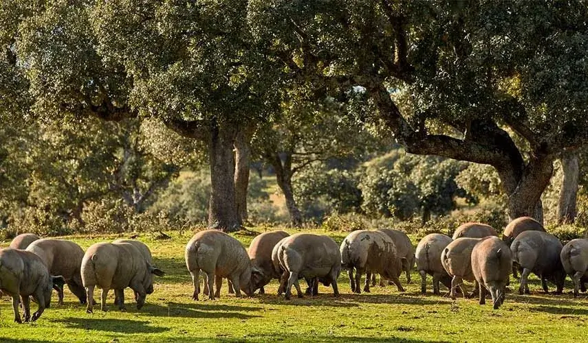 Iberian pigs grazing in the dehesa under holm oaks, feeding naturally on acorns and grass.