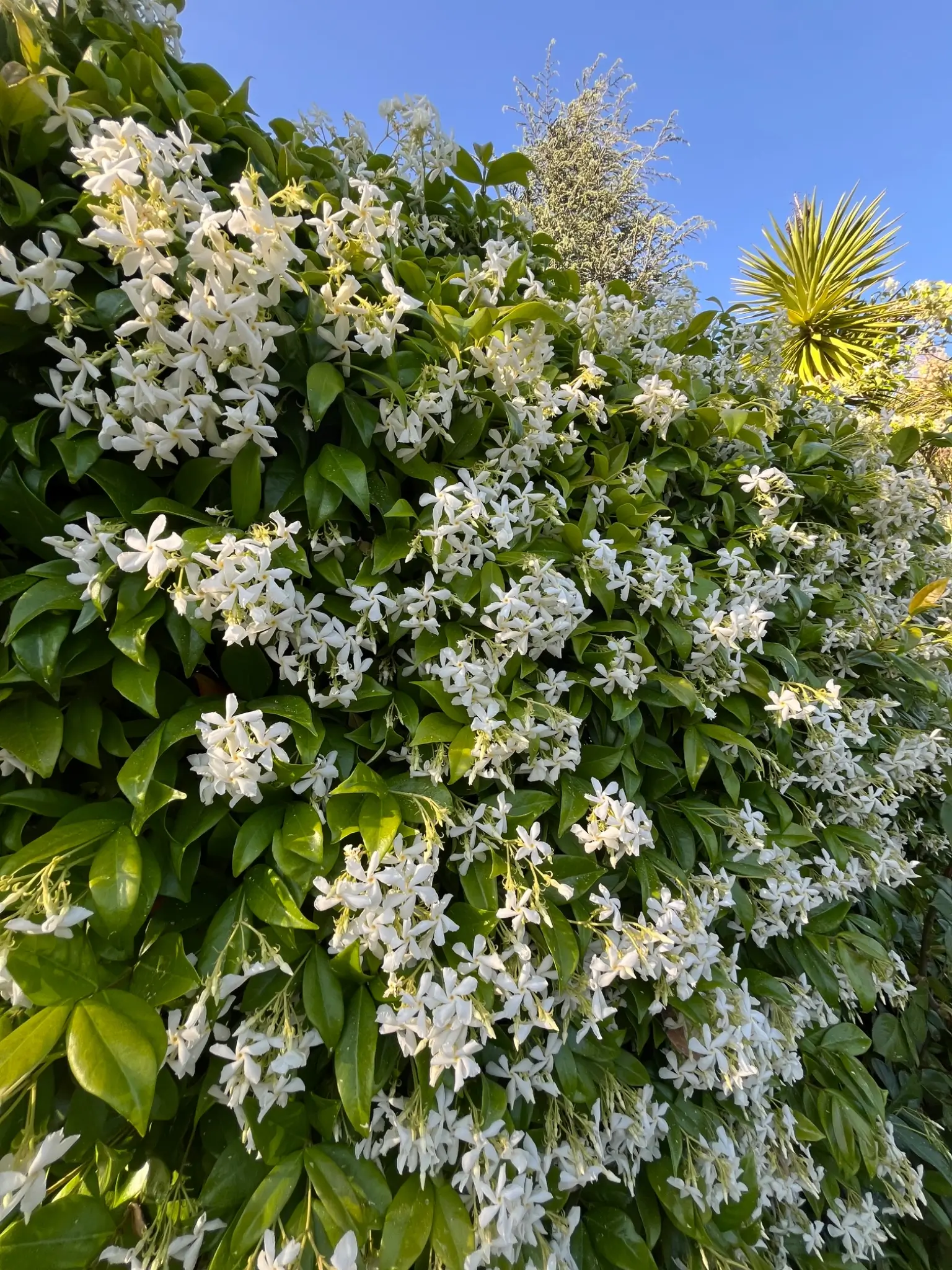 honeysuckle Blooming honeysuckle vine with clusters of tubular, fragrant flowers in warm colors.