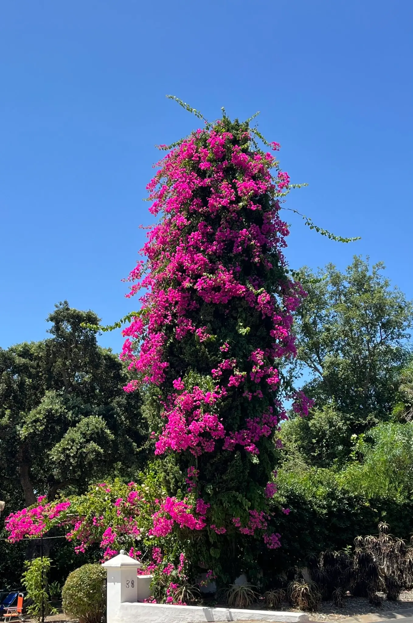 Bougainvillea at its peak – result of good care Tall bougainvillea in full bloom under Mediterranean sun